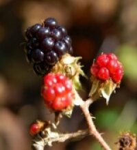 Rovo (Rubus fructosicus L.)