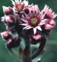 Semprevivo (Sempervivum tectorum)