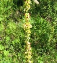 Verbasco (Verbascum thapsus L.)